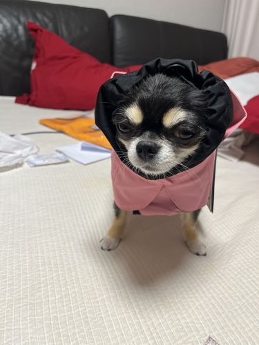 Customer photo review of Recovery Raincoat Orange for Dogs