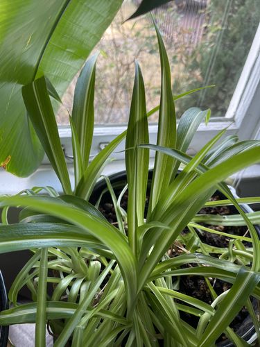 Customer photo review of Plant Food