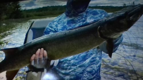 Customer photo review of Headbanger Cranky Shad