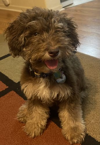 Customer photo review of Explorer