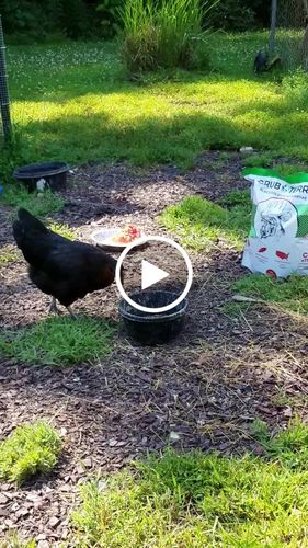 Customer video review of GrubTerra Dried Larvae