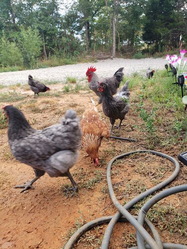 Customer photo review of GrubTerra Dried Black Soldier Fly Larvae