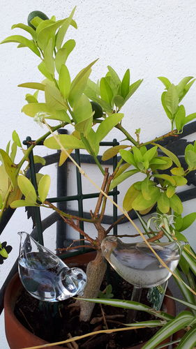 Customer photo review of Mon petit oiseau - Le Jardin de Mamie®