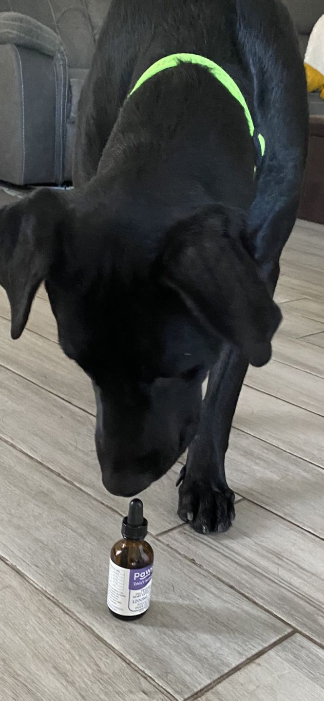 Customer photo review of Daily Support - Full Spectrum Hemp CBD Oil - For All Pets Over 20 Pounds