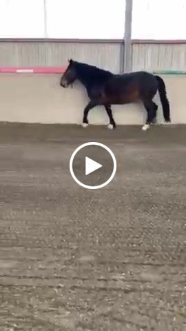 Customer video review of Kristallkraft Brave Horse