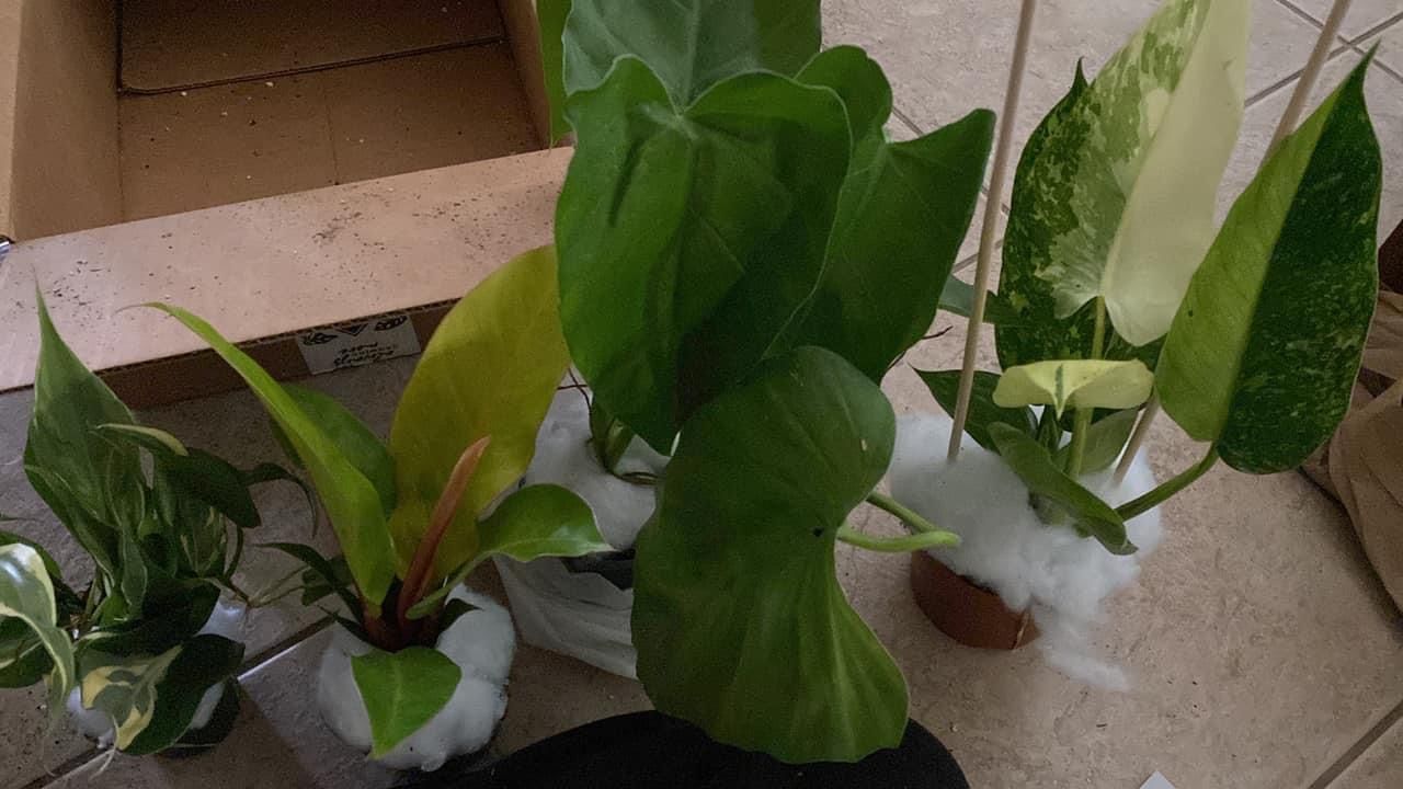 Customer photo review of 4" Philodendron giganteum