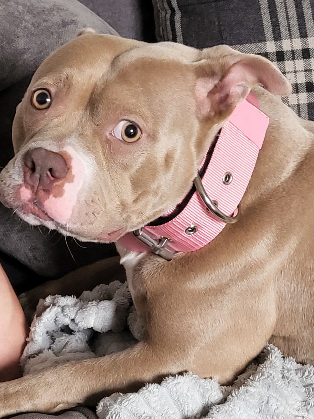 Customer photo review of 5cm Nylon Dog Collar - Pink v2.0