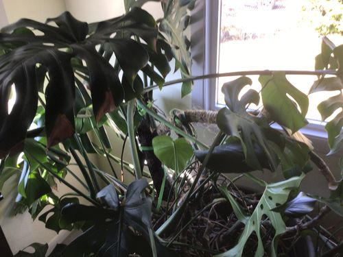 Customer photo of Reusable Plant Tape from David K.
