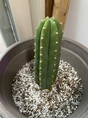 Customer photo review of San Pedro Cactus | Echinopsis pachanoi