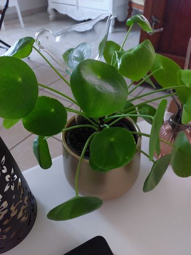 Customer photo review of Mon petit oiseau - Le Jardin de Mamie®