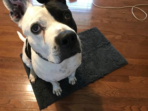 Customer photo review of CleanyMat™ - Hundematte