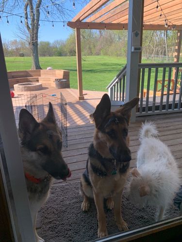 Customer photo review of CleanyMat™ - Hundematte