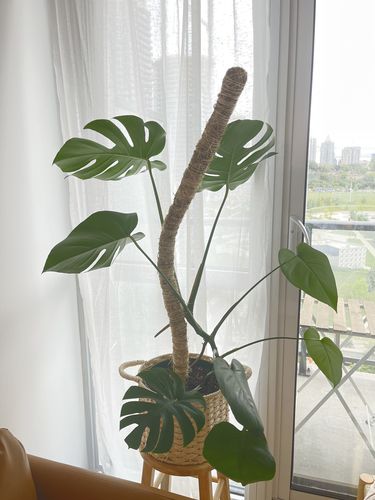 Customer photo of The Original Bendable Moss Pole™ - Best Seller (Pins Included) from Michelle Y.