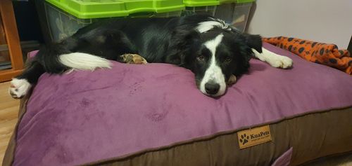 Customer photo review of Cama Para Perro Modelo Origen Kuapets Café-Morado