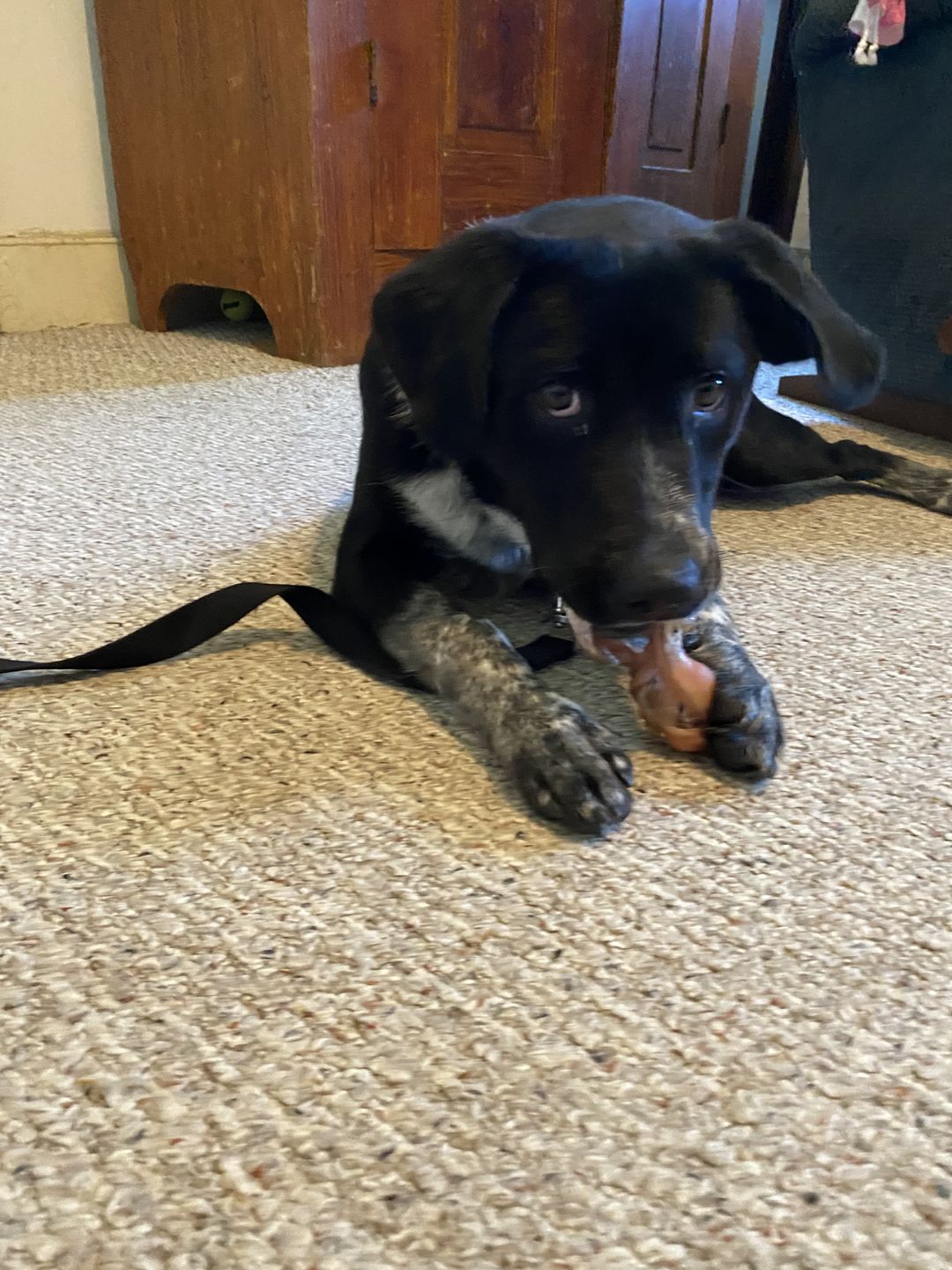 Customer photo review of 6 Inch Monster Braided Bully Stick