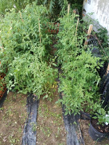 Customer photo review of 16,500 Heirloom Vegetable Seeds 40 Variety Kit with FREE SHIPPING