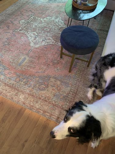 Customer photo review of Remy Machine Washable Rug
