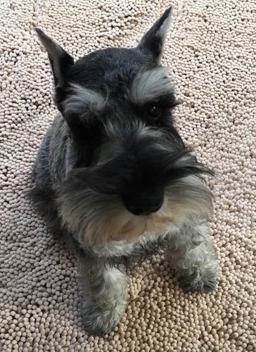 Customer photo review of CleanyMat™ - Hundematte