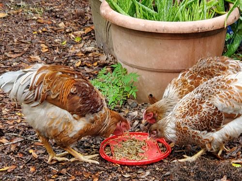 Customer photo review of GrubTerra Dried Larvae