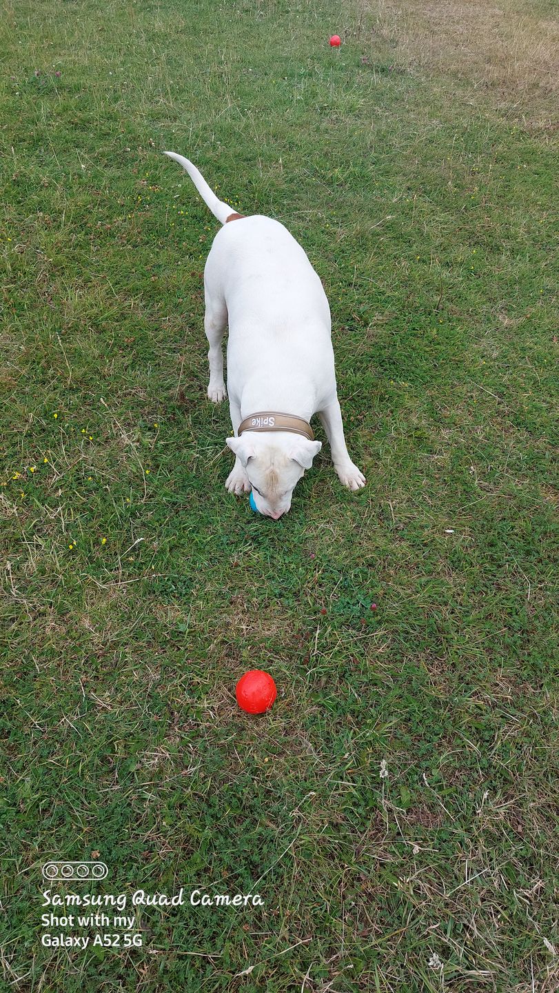 Customer photo review of 1.4m Swivel Combat Lead | Neoprene Lined, Secure Rated Clip with Soft Handle - Military Tan