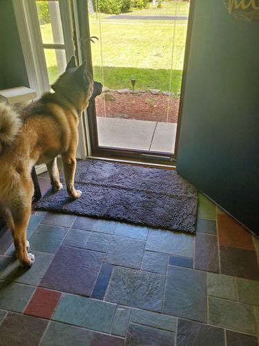 Customer photo review of CleanyMat™ - Hundematte