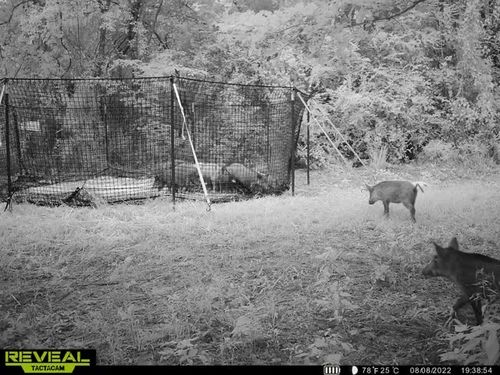 Customer photo review of Pig Brig Trap System