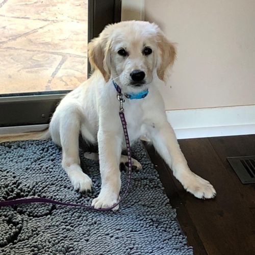 Customer photo review of CleanyMat™ - Hundematte