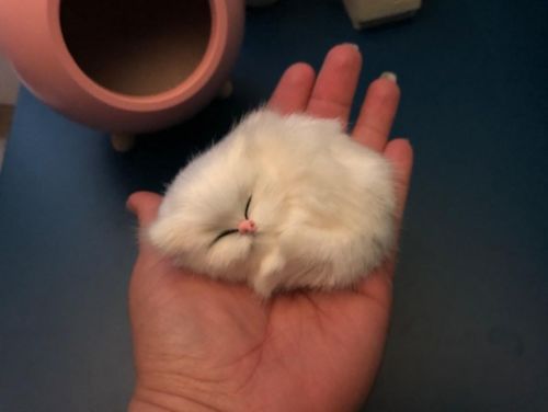 Customer photo review of Napping Cat Lamp