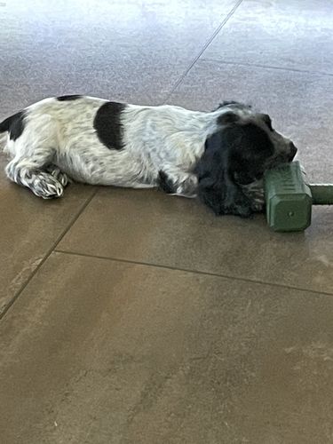 Customer photo review of The Fenrir Hammer