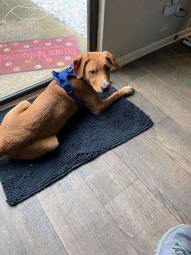 Customer photo review of CleanyMat™ - Hundematte