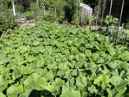 Customer photo review of WORM CASTINGS SEEDLING MIX