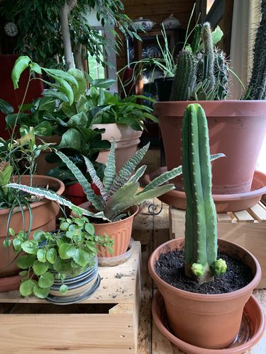 Customer photo review of San Pedro Cactus | Echinopsis pachanoi