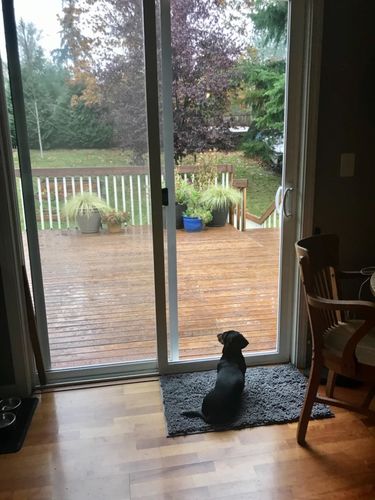 Customer photo review of CleanyMat™ - Hundematte