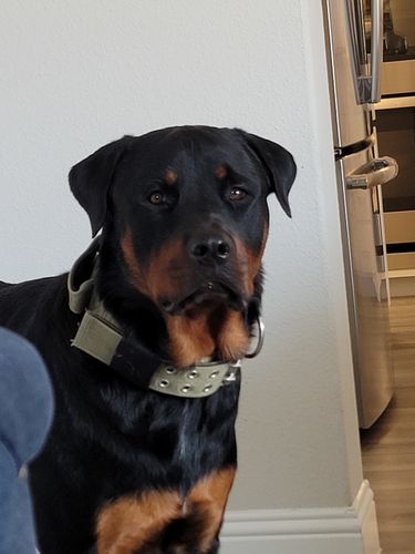 Customer photo review of 6 Inch Jumbo Bully Stick