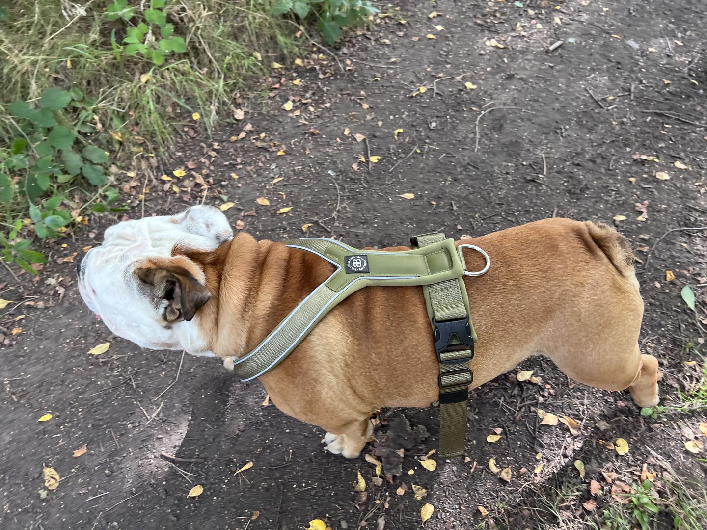 Customer photo review of RR - Slip on Padded Comfort Harness | Non Restrictive & Reflective - Khaki
