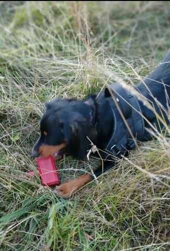 Customer photo review of The Fenrir Hammer