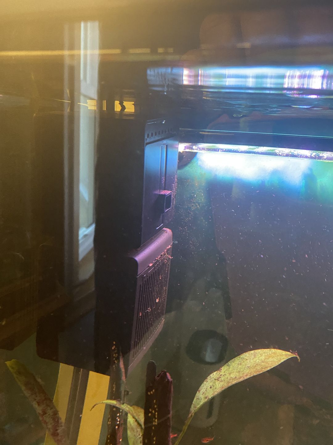 Customer photo review of Shark PRO