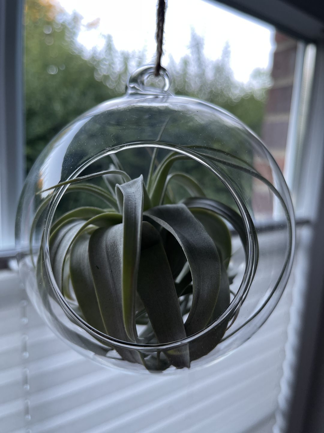 Customer photo review of Tillandsia xerographica 'Bonsai'