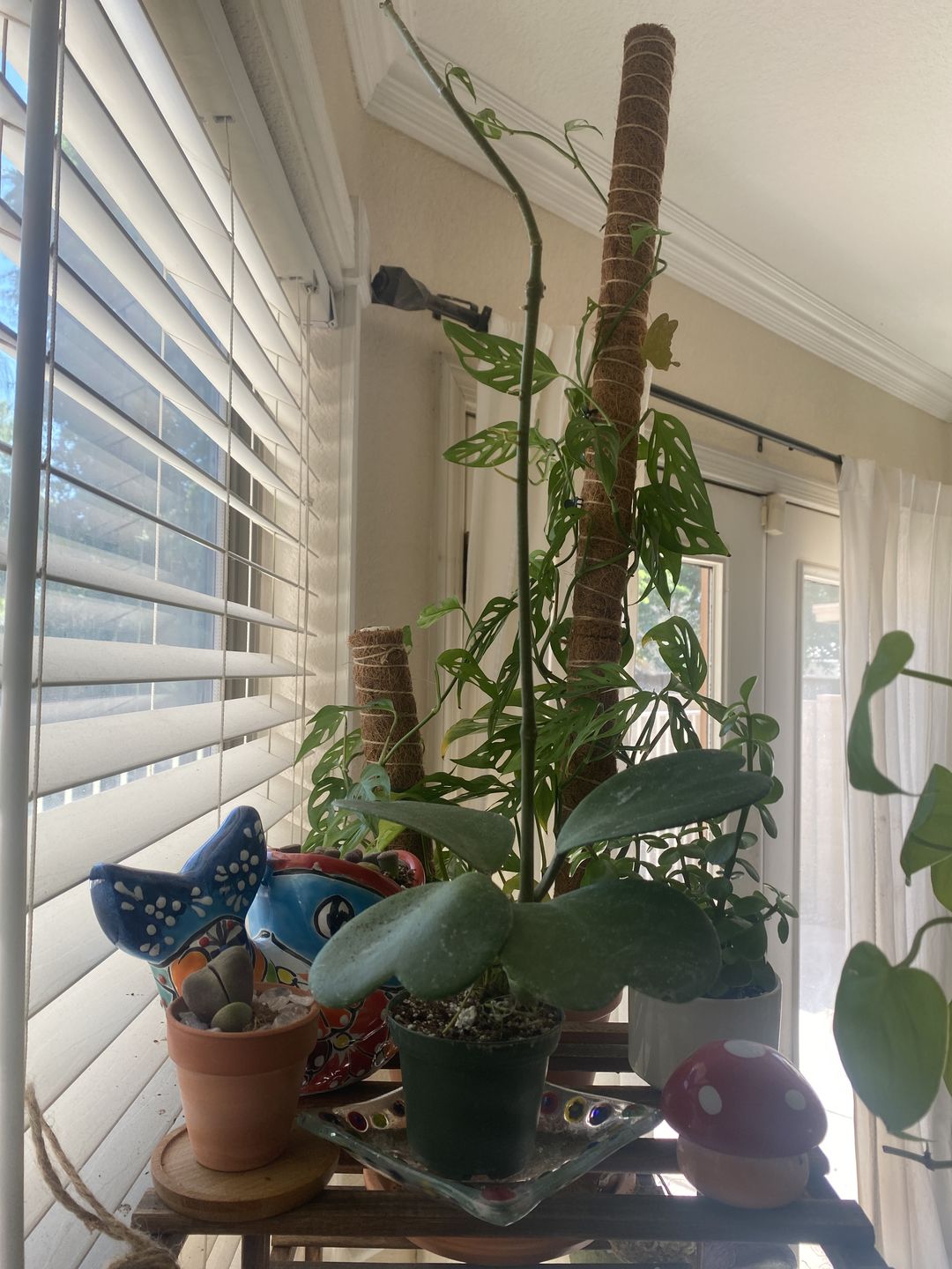 Customer photo review of 3" Hoya kerrii