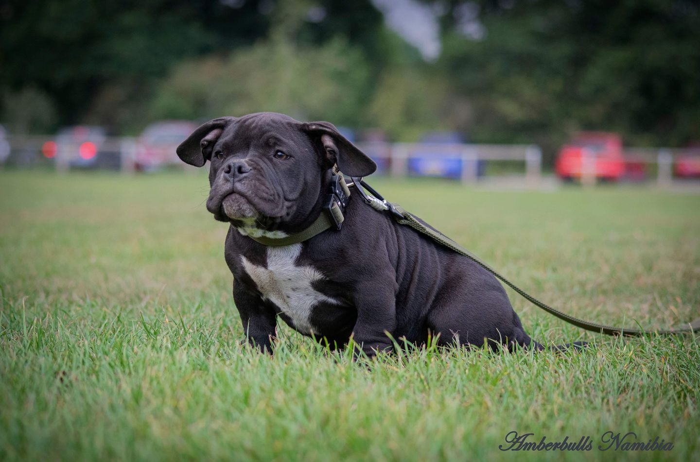 Customer photo review of 2.5cm Combat® Collar | With Handle & Rated Clip - Khaki v2.0
