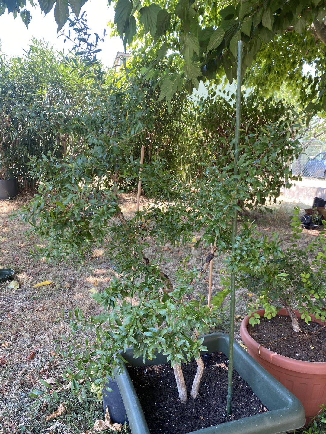 Customer photo review of KRIPTON CB® (Probiotico professionale per bonsai)