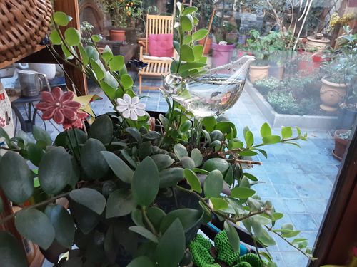 Customer photo review of Mon petit oiseau - Le Jardin de Mamie®