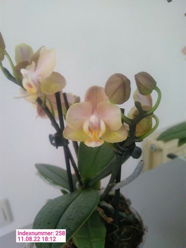 Customer photo review of Orchideenerde grob für das Wachstum