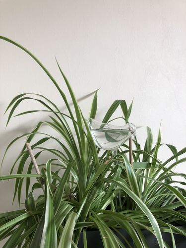 Customer photo review of Mon petit oiseau - Le Jardin de Mamie®