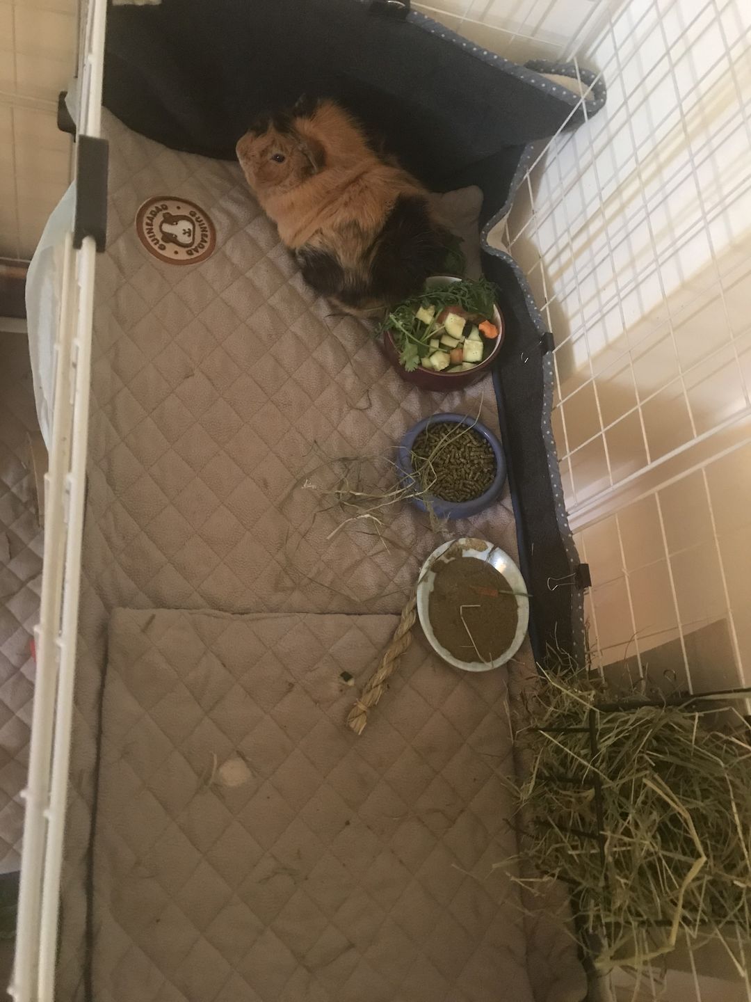 Customer photo review of GuineaDad Liner - Smaller Size Fleece Liner Without Pockets