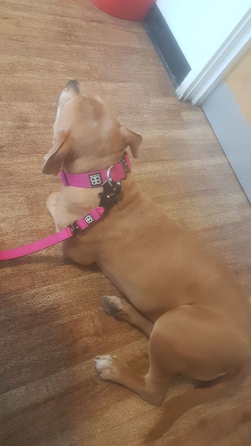 Customer photo review of 4cm Combat® Collar | Rated Clip - NO HANDLE - Magentas v2.0
