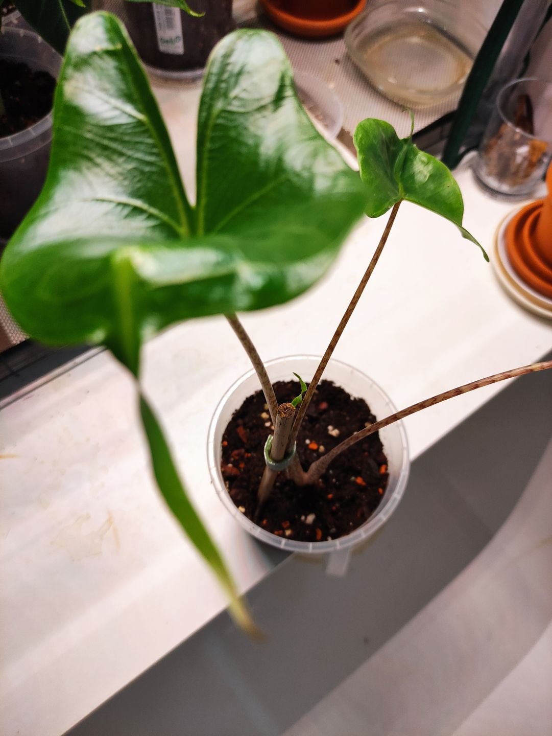 Customer photo review of ALOCASIA STINGRAY