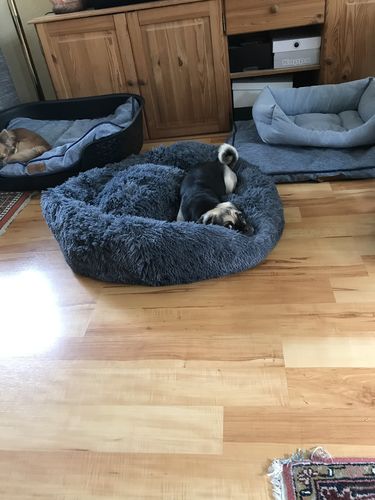 Customer photo review of Puppery Hundebett Wolke 7 - Das Original