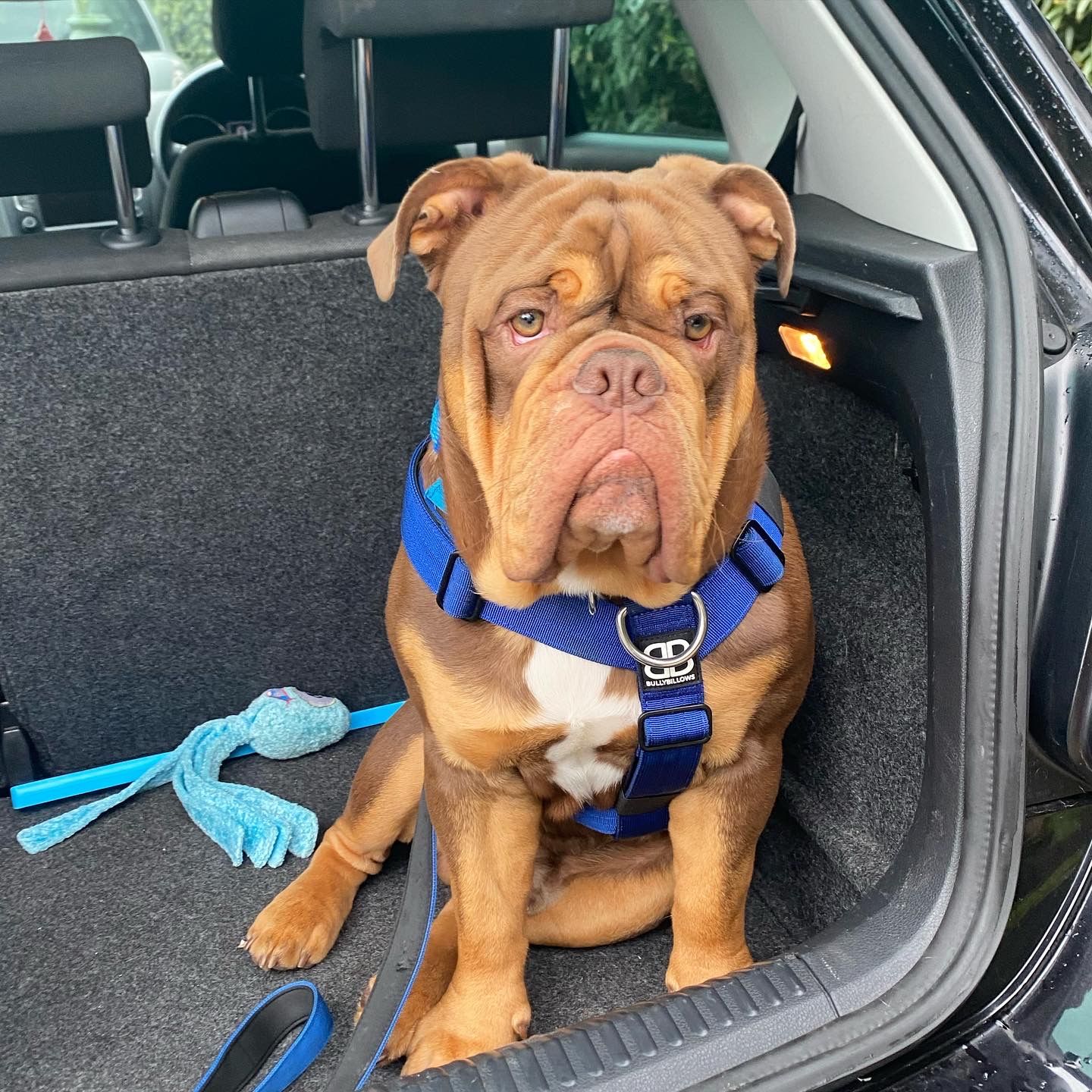 Customer photo review of TRI-Harness® | Anti-Pull, Adjustable & Durable - Dog Trainers Choice -  Blue v2.0
