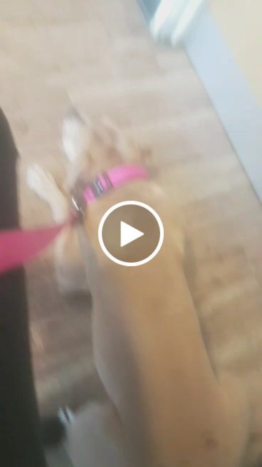 Customer video review of 1.4m Swivel Combat Lead | Neoprene Lined, Secure Rated Clip with Soft Handle - Magentas